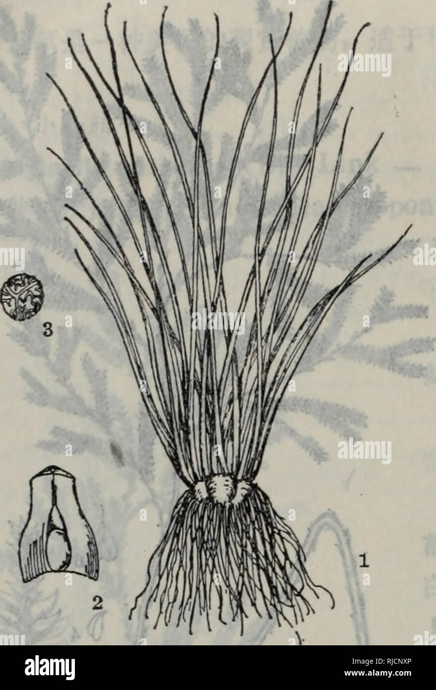 . chang jiang san jiao zhou ji lin jin di qu bao zi zhi wu zhi é¿æ±ä¸è§æ´²åé»è¿å°åºå-¢å-æ¤ç©å¿. botany. å¾V 1.æ¤æ ª -8 ä¸-åæ°´Isoetes sinensis 2.å¶çåºé¨ç¤ºå-¢å-è¤ççä½ç½®3.å¤§æ±å- Isoetes sinensis Palmer å¤å¹´çæ°´çèæ¬ãæ¤æ ªé«20ã30cmãå èåææ¾ä¸è£ï¼åºé¨çæ ¹ãå¶ç»æ¡å½¢ï¼åè½´å¯ çæä¸ï¼é¿15ã25cmï¼åºé¨é»ç»¿ï¼ä¸é¨æ·¡ç»¿ï¼ å¶çåºé¨éå¸¸åå®½æéç¶ï¼è ¹é¨å¹å ¥ï¼å ¶ä¸ç æå¿å½¢æ¸å°å¶èãå-¢å-åæ¤-åå½¢ï¼ççäºå¶åº é¨åå¤ï¼è¾¹ç¼æèè´¨çï¼å¤å°è¦äºå-¢å-åä¸ï¼æ å¤§ãå°äºåï¼å¤§æ±å-åéå¸¸å¨å¤å´ï¼å çç½è² ç²ç¶å¤§æ±å-ï¼å°æ±å-åå¤çäºå é¨ä¸-å¤®ï¼å ç ä¼å¤ç°è²ç²æ«ç¶å°æ±å-ã äº§äºæµæ±æ-å·è¥¿æ¹å°åºï¼ä½è¾ç½è§ãçäº å°æºªæ¹æ³è¾¹ä»¥åæ°´å¡æ²¼æ³½å°ç Stock Photo