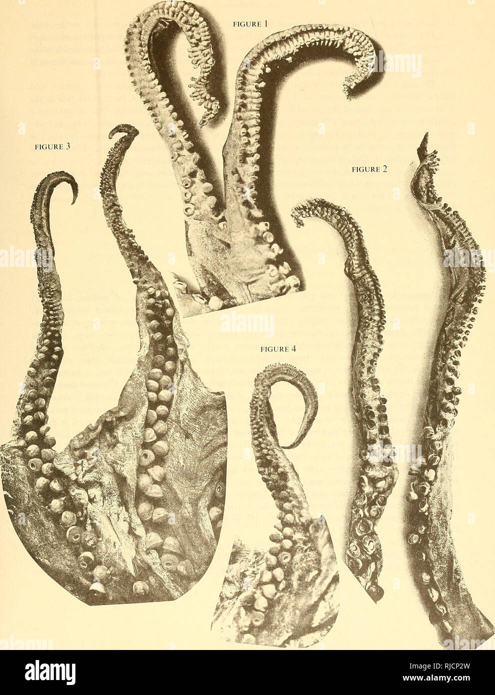 . The Cephalopoda. Cephalopoda. FIGURE 3. TEXT PLATE 1 jres 1 and 2. Hectocotylized dorsal arms of Calliteulhis ocellata Owen. figures 3 and 4. Same of Histioteuthis riipellii Ver.. Please note that these images are extracted from scanned page images that may have been digitally enhanced for readability - coloration and appearance of these illustrations may not perfectly resemble the original work.. Chun, Carl. Jerusalem : Israel Program for Scientific Translations ; Springfield, Va. : available from the U. S. National Technical Information Service Stock Photo