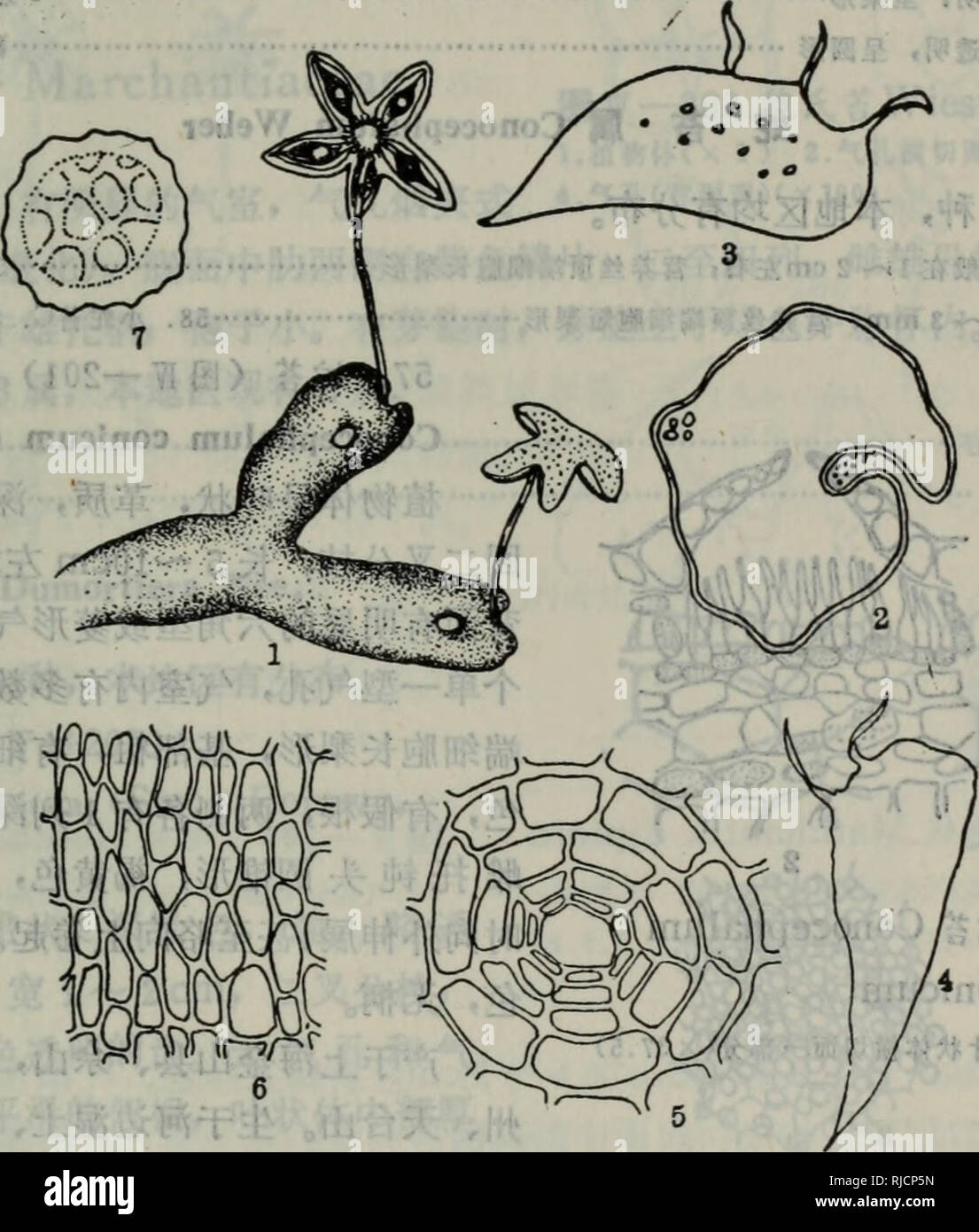 . chang jiang san jiao zhou ji lin jin di qu bao zi zhi wu zhi é¿æ±ä¸è§æ´²åé»è¿å°åºå-¢å-æ¤ç©å¿. botany. çº¢è²ï¼ç±ä¸è³äºä¸ªé©ç¶éå¨ãééåæ ªãæ±è´çå½¢ï¼é»è²ï¼è´æ¦ç-ï¼ä¸çªåºæ»èï¼å¼¹ä¸é»è¤ è²ï¼ä¸å½¢æèºçº¹ï¼ç»èå£ä¸è§åå åã ' äº§äºæ±èå´å¿ï¼ä¸æµ·ä½å±±ãçäºç³é¢èåã åå¸äºæ±èãæµæ±ãç¦å»ºãæ±è¥¿ãè¾½å®ãå¹¿ä¸,ä¸çåå°ã ç³å°é±å²Reboulia Raddi æ¬å±ä» 1ç§ï¼æ¬å°åºäº¦æåå¸ã 56.ç³å°é±ï¼å¾IVâ200) Reboulia hemisphaerica (L.) Raddi. å¾IVâ200 ç³ãtçº¿Reboulia hemisphaerica 1.æ¤ç©ä½ï¼X20) 2.æææ¨ªåé¢ï¼X35.5) 3 ã 4.è ¹è¾¨çï¼X 10.6) 5 â¢æ°å-èé¢è§ï¼x 220) 6.å¶ç¶ä½ä¸§é¢ç»è (X156) 7.æ±å-ï¼X 220) æ¤ç©ä½åå¶ç¶ï¼é¿lã3cmï¼å®½6ã8mmãæ°å-å°ï¼ Stock Photo