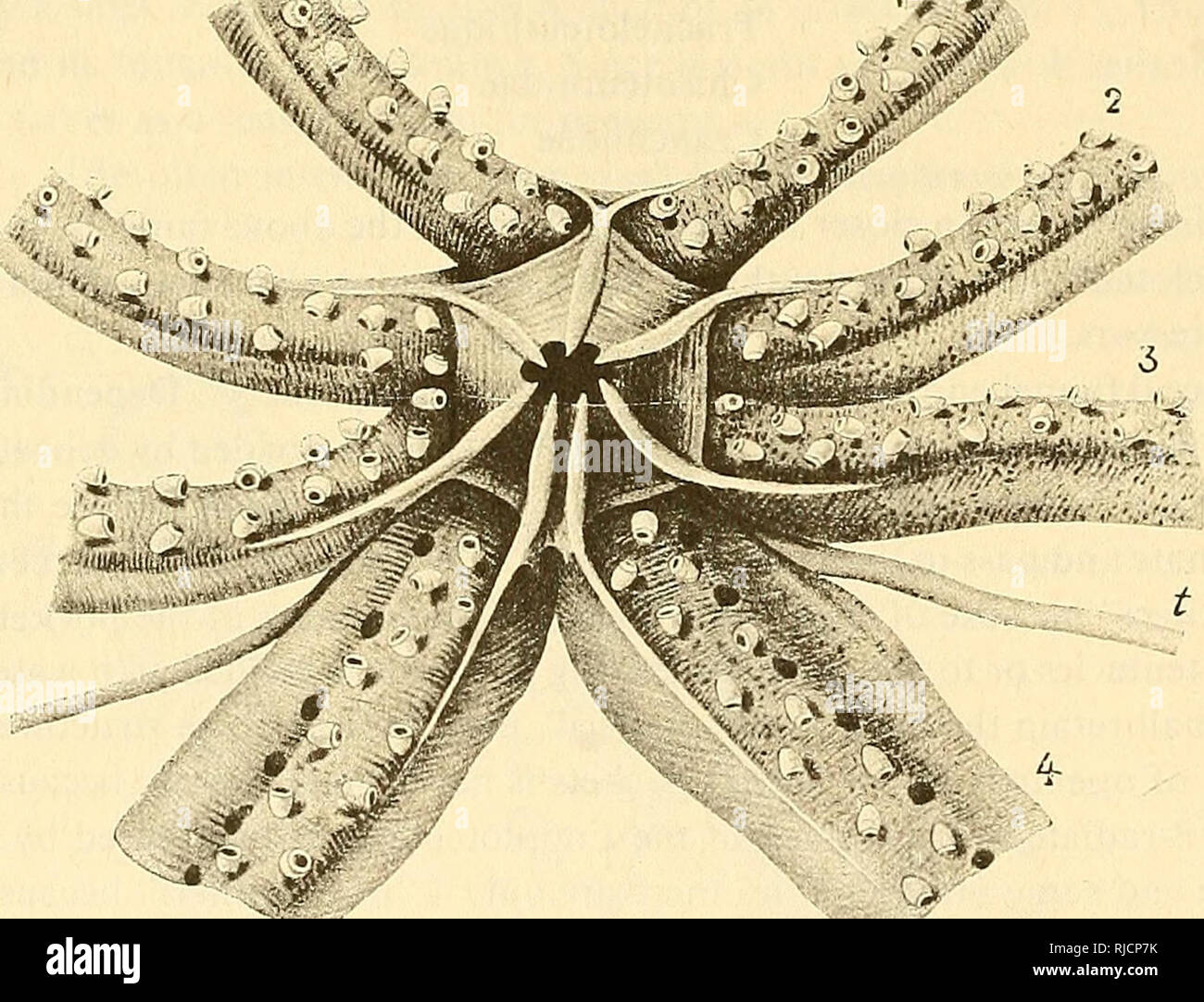 . The Cephalopoda. Cephalopoda. burs. figure 8. Diagram of the