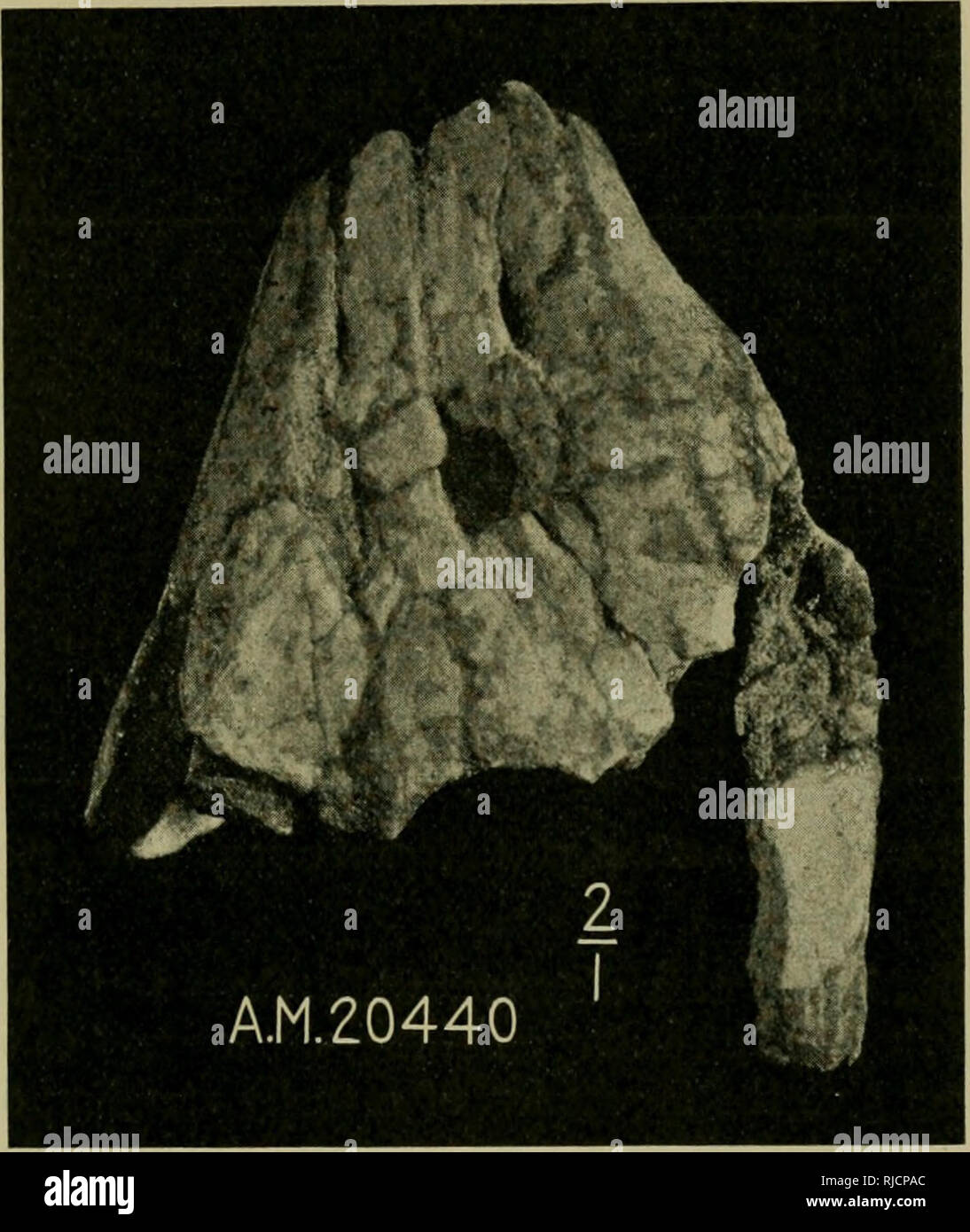 Central Asiatic Expeditions Of The American Museum Of Natural History Under The Leadership Of Roy Chapman Andrews Preliminary Contributions In Geology Palaeontology And Zoology Central Asiatic Expeditions 1921 1930 Scientific Expeditions