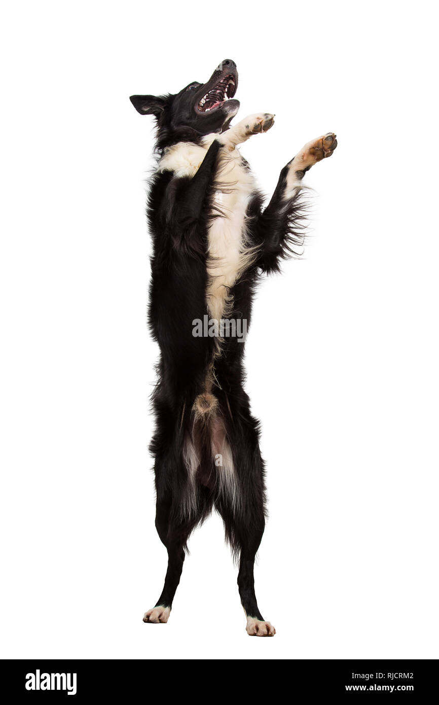 Playful full length border collie shepherd dog standing on two paws acrobatic jumping in the air isolated over white background. Stock Photo