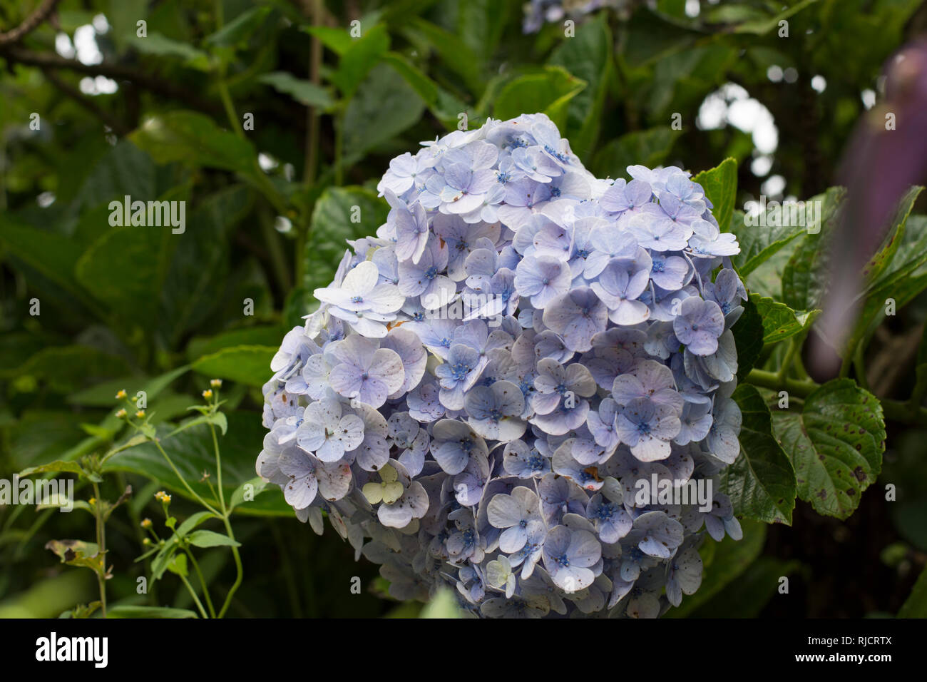 Hydrangea flower plant Stock Photo Alamy