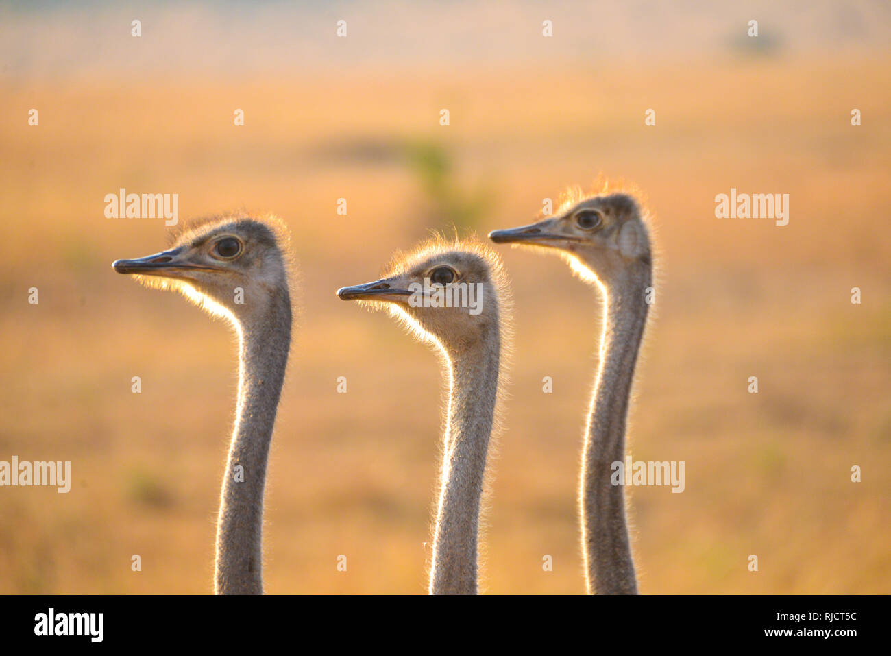 close up of three heads of female ostriches in Masai Mara, Kenya, Africa Stock Photo