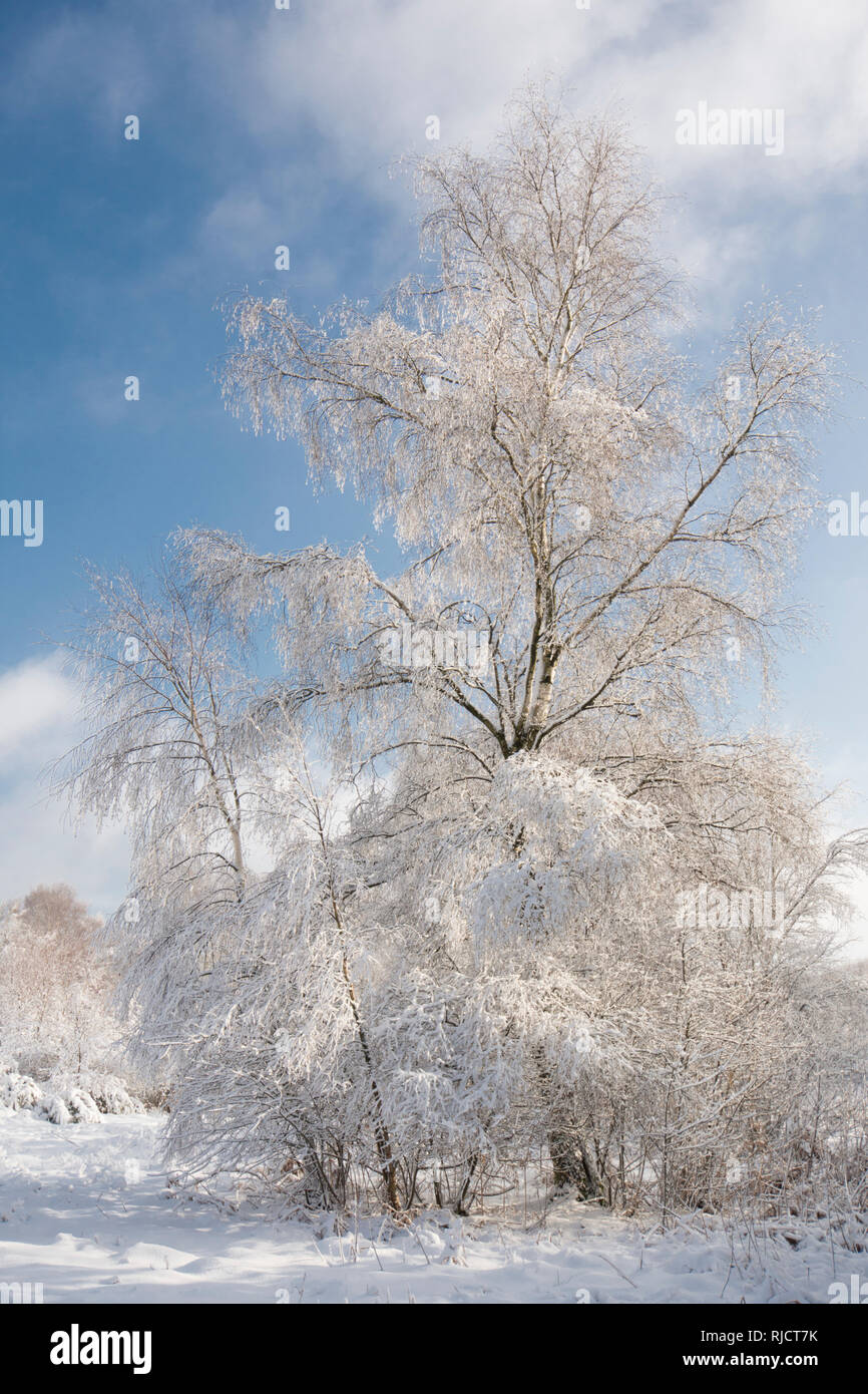 Ludshott Common, heavy snow cover of tree, Silver birch, Betula pendula,  blue sky, January, Surrey, UK. Stock Photo