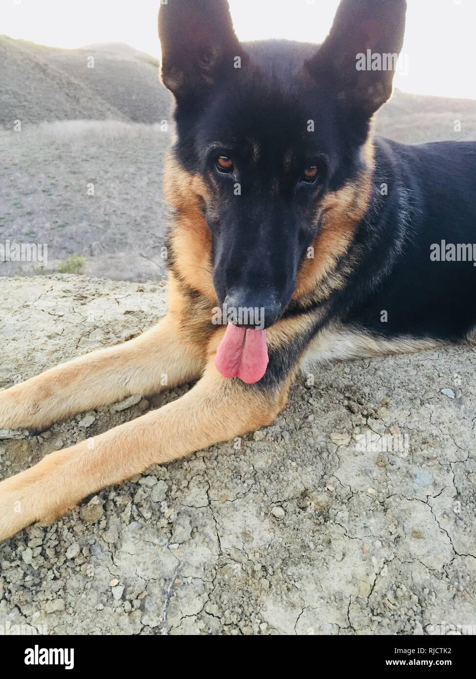 German Shepherd Stock Photo