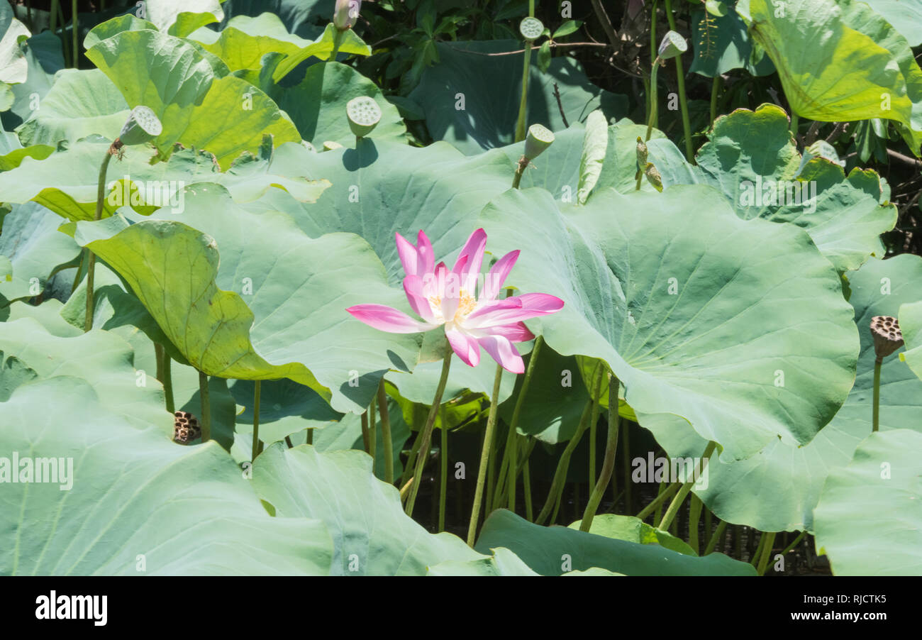 Giant flowering sacred lotus plants growing wild in the Corroboree