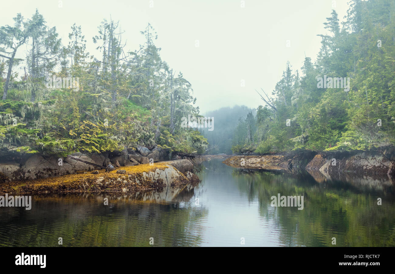 Rock seaweed and trees are reflected  along the misty shoreline on a foggy morning in British Columbia's mysterious Great Bear Rainforest. Stock Photo