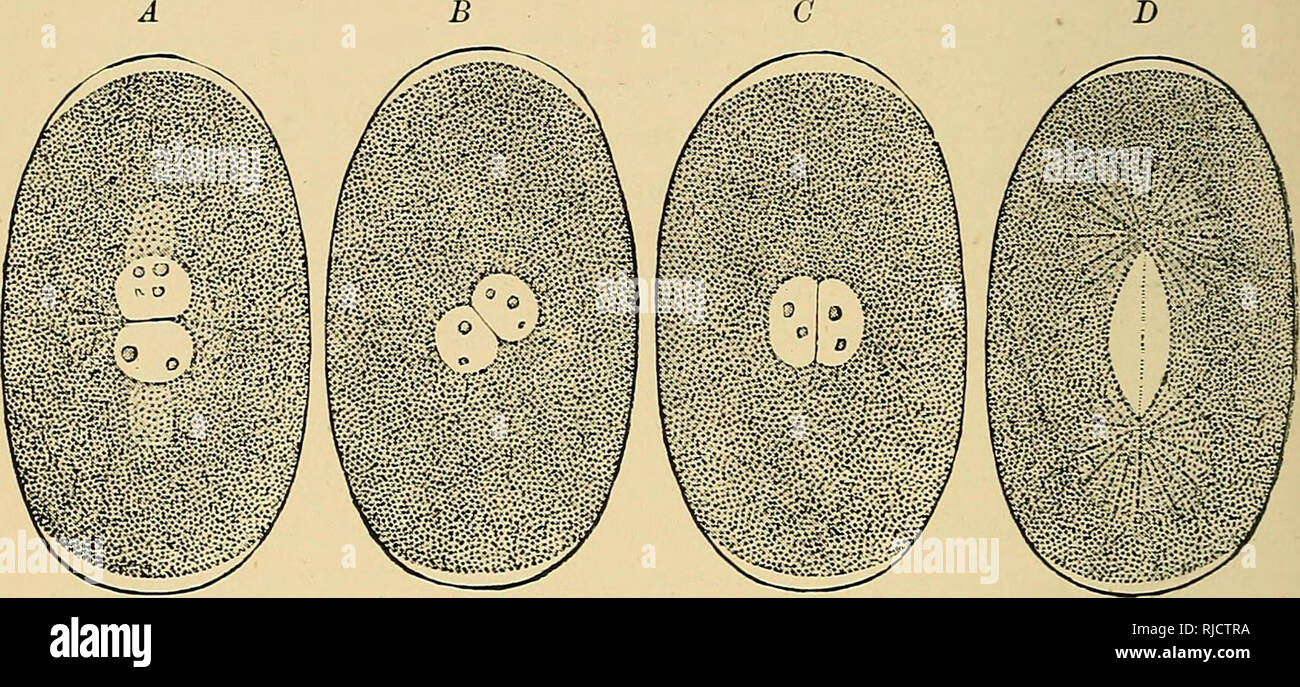 The cell; outlines of general anatomy and physiology. Cells; Anatomy; Physiology; Cells; Anatomy; Physiology. 218 THE CELL surface in any of the diamefcei's, but in an oval disc it is parallel The cell; outlines of general anatomy and physiology. Cells; Anatomy; Physiology; Cells; Anatomy; Physiology. 218 THE CELL surface in any of the diamefcei's, but in an oval disc it is parallel