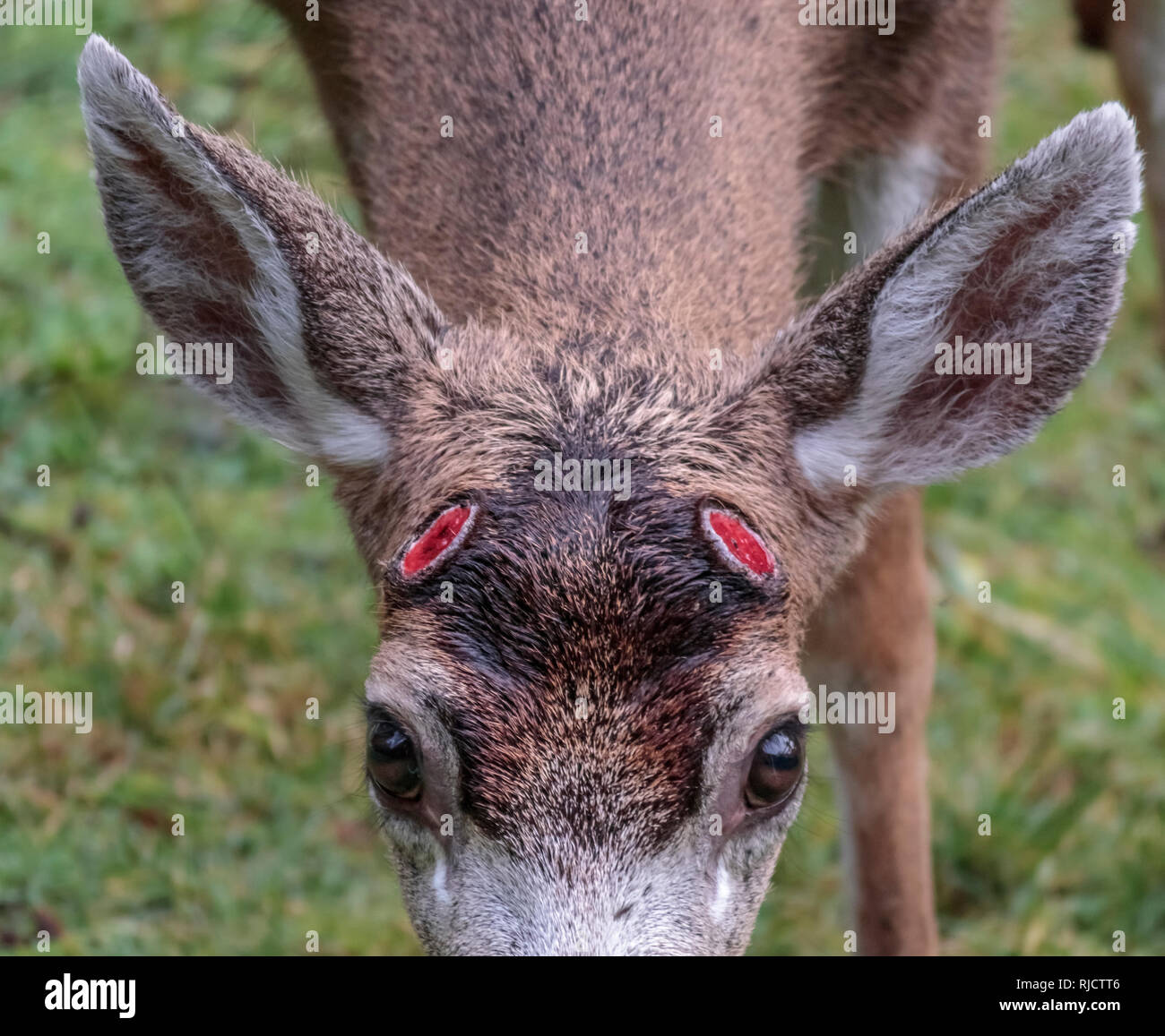 Close view of a male deer, looking up at the camera, who has just shed his antlers, revealing two bloody red pedicles (mounting points) on his head. Stock Photo
