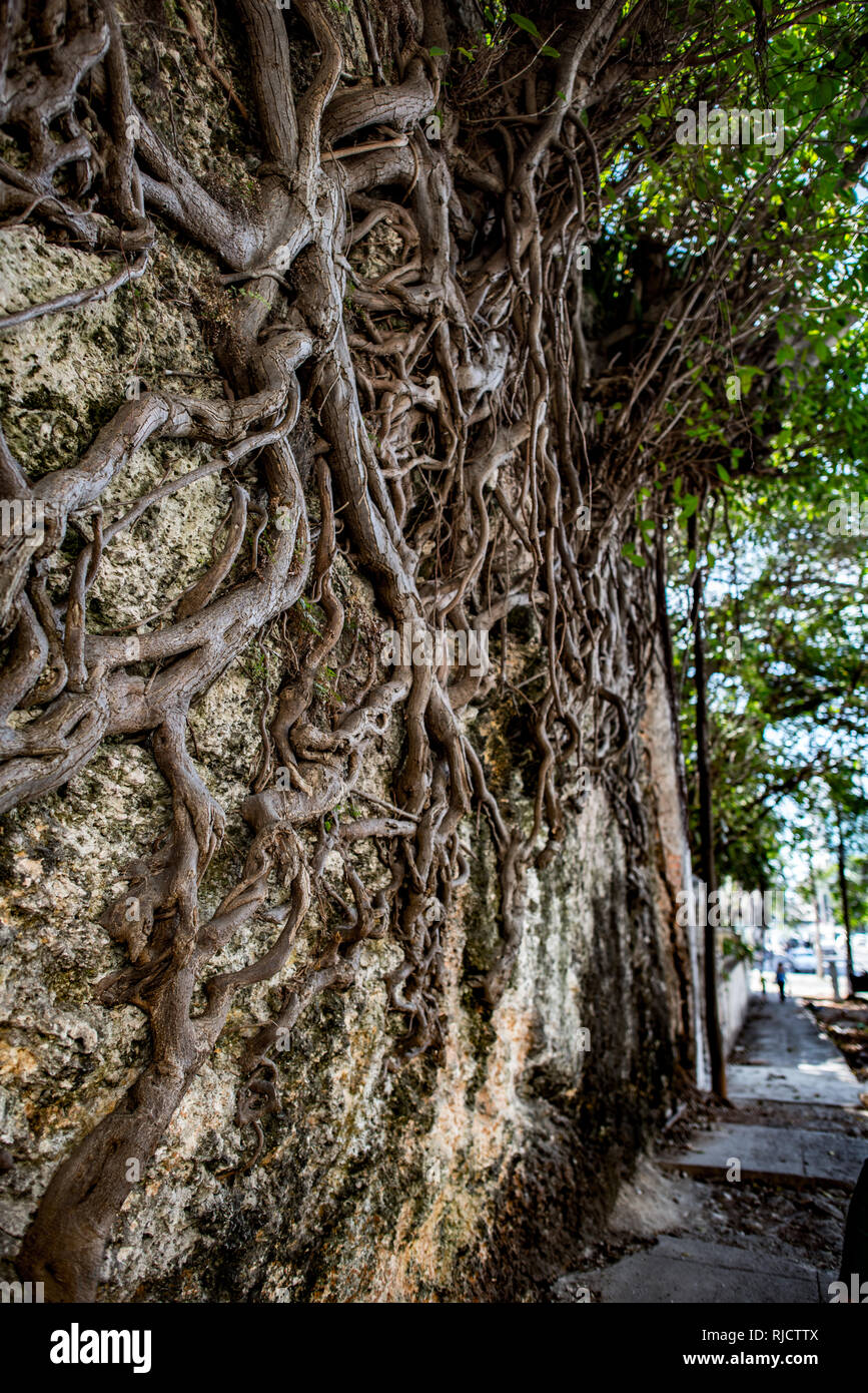 Wall with Roots, Havana, Cuba Stock Photo