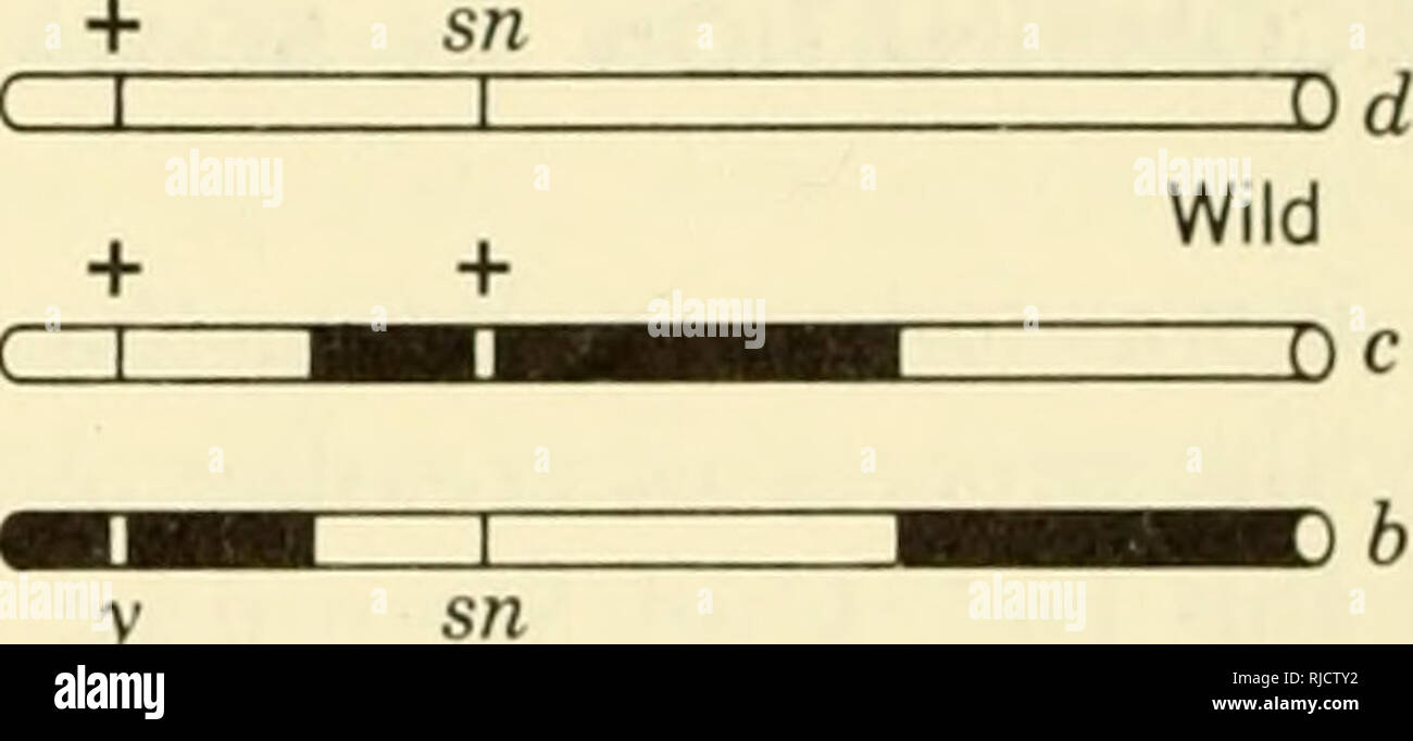 Cell Heredity Cytogenetics 360 Cell Heredity Pattern A Association Of One Recombinant And One Nonrecombinant Chromosome 21 Units 45 Units Pattern B I Ii Association Of Y Both Recombinant A