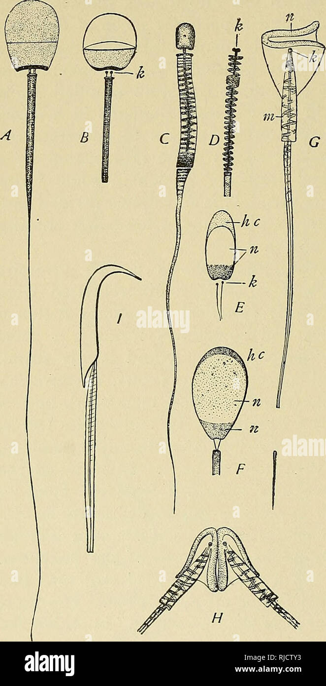 Axial filament hi-res stock photography and images - Alamy