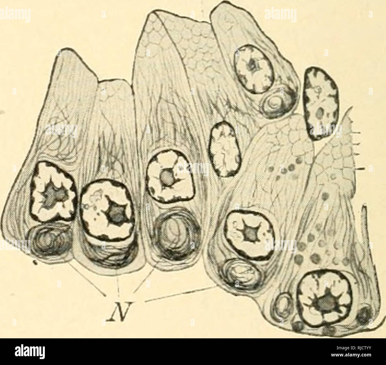 . The cell in development and inheritance. Cells. D C Fig. 18.—Cells of ...