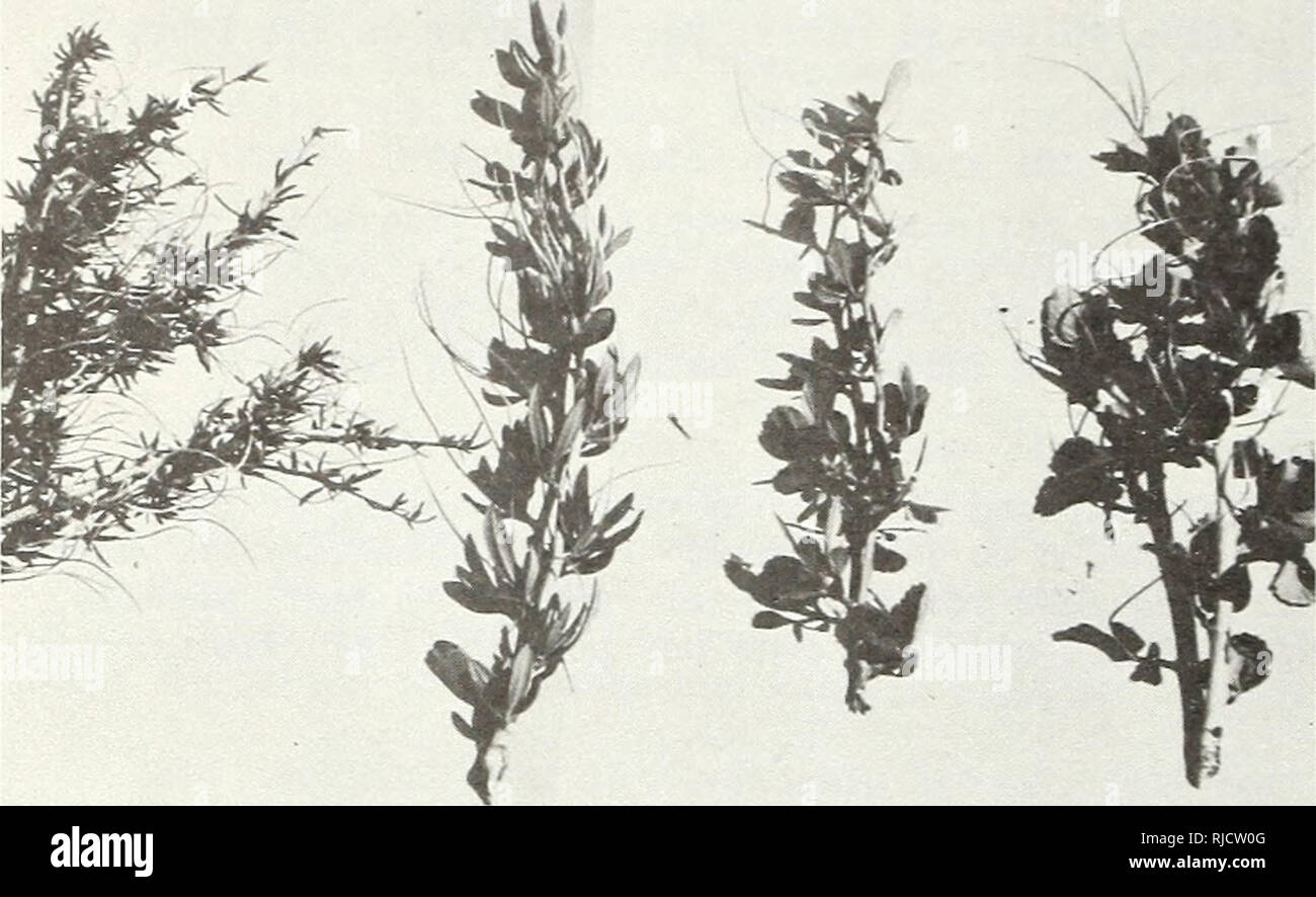 . Characteristics and hybridization of important intermountain shrubs. Rosacea; Shrubs Rocky Mountains Region; Shrubs Great Basin. Figuve 8.—Mountain mahogany branch comparison. Left. to right: Cercocarpus intricatus, C. ledifolius, C. ledifolius X C. mon- tanus hybrid., C. montanus. Cercocarpus intricatus (Littleleaf mountain mahogany) Littleleaf mountain mahogany is a small, intricately branched shrub to 2.5 m tall (fig. 9), with narrowly linear and strongly revolute leaves (fig. 8), usually less than 12 mm long. Cercocarpus intricatus averages 50,910 cleaned seeds per pound (112/g) (Plummer Stock Photo