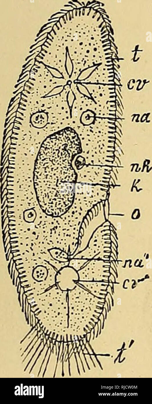 . The cell; outlines of general anatomy and physiology. Cells; Anatomy ...