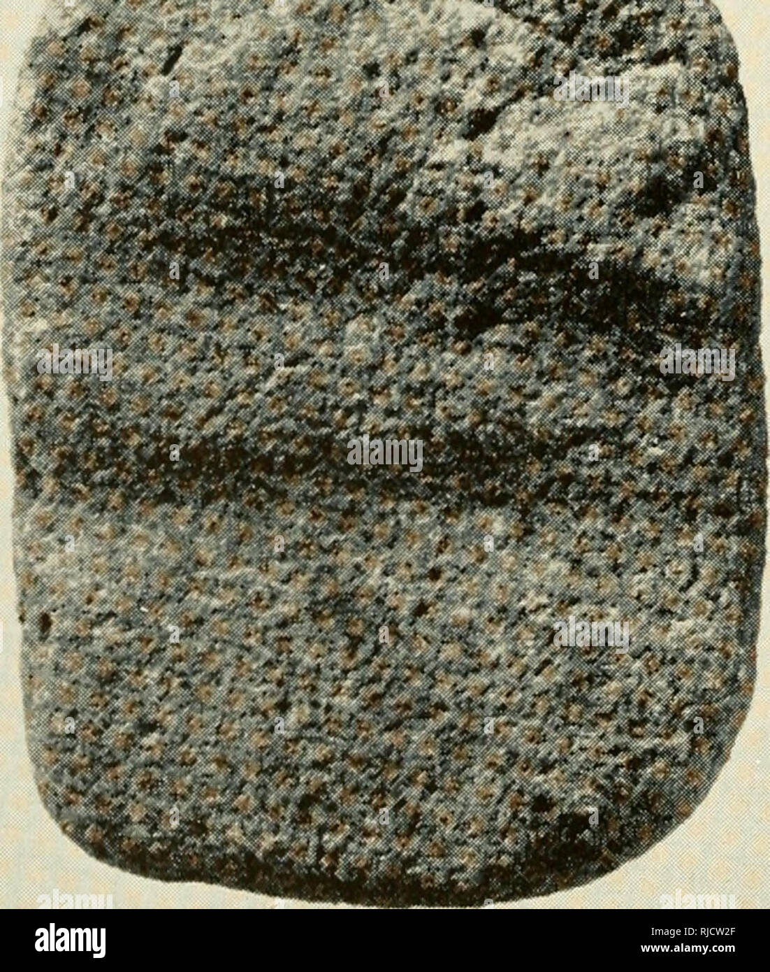 James b longacre hires stock photography and images Alamy