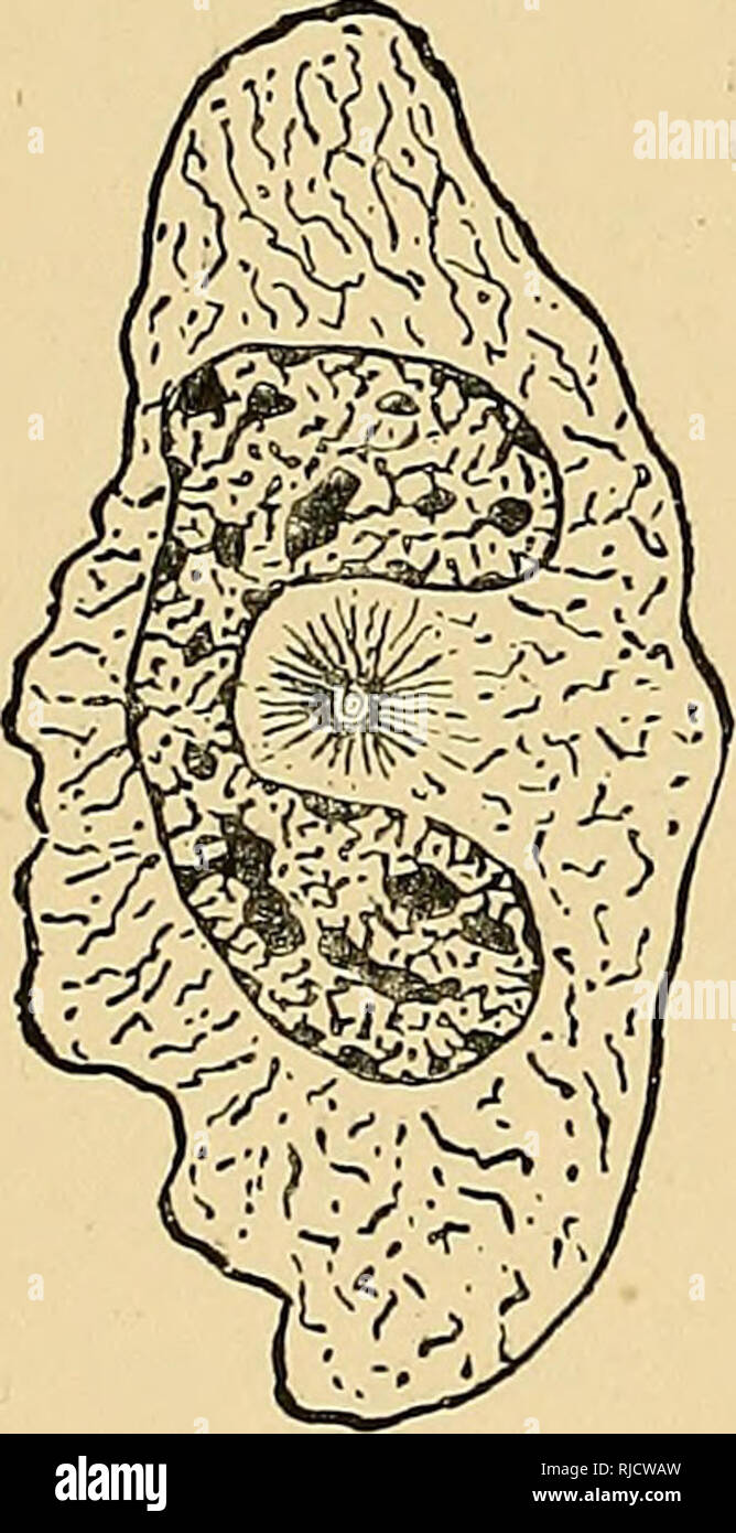 Anatomy And Physiology Of A Cell