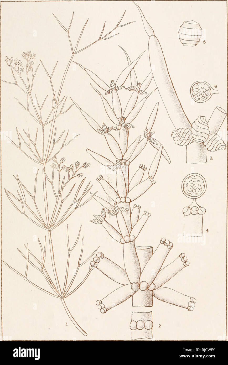 . The Characeae of America. . Nitella annularis, Allen.. Please note that these images are extracted from scanned page images that may have been digitally enhanced for readability - coloration and appearance of these illustrations may not perfectly resemble the original work.. Allen, Timothy Field, 1837-1902. New York : [s. n. ] Stock Photo