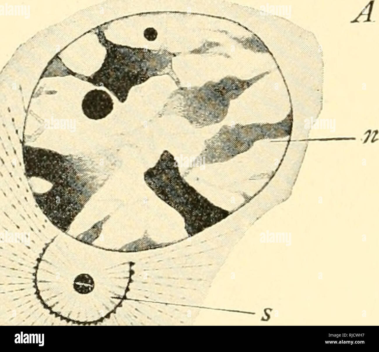 Astral Rays . The cell in development and inheritance. Cells. 72 CELL-DI VISION ...