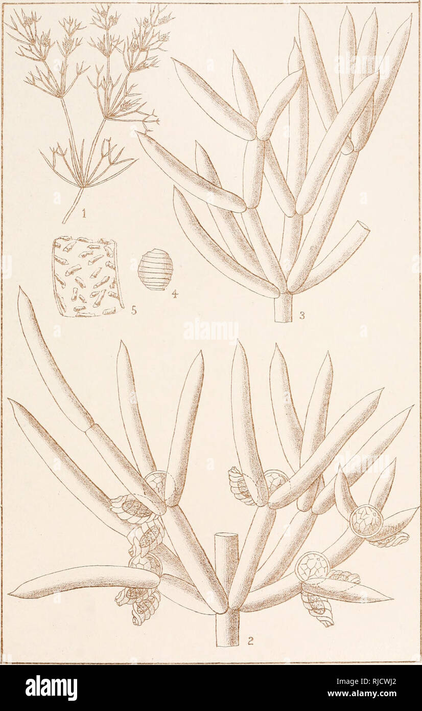 . The Characeae of America. . Nitella Macounii, Allen,. Please note that these images are extracted from scanned page images that may have been digitally enhanced for readability - coloration and appearance of these illustrations may not perfectly resemble the original work.. Allen, Timothy Field, 1837-1902. New York : [s. n. ] Stock Photo
