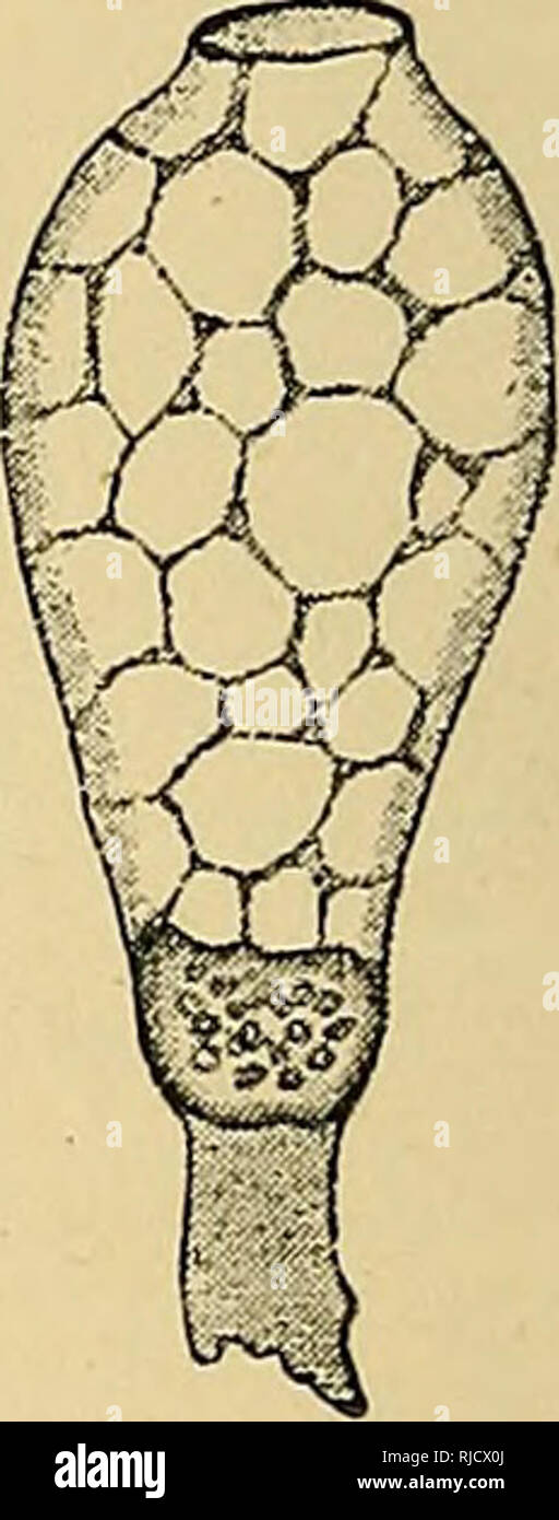 Egg cell was fertilised hi-res stock photography and images - Alamy