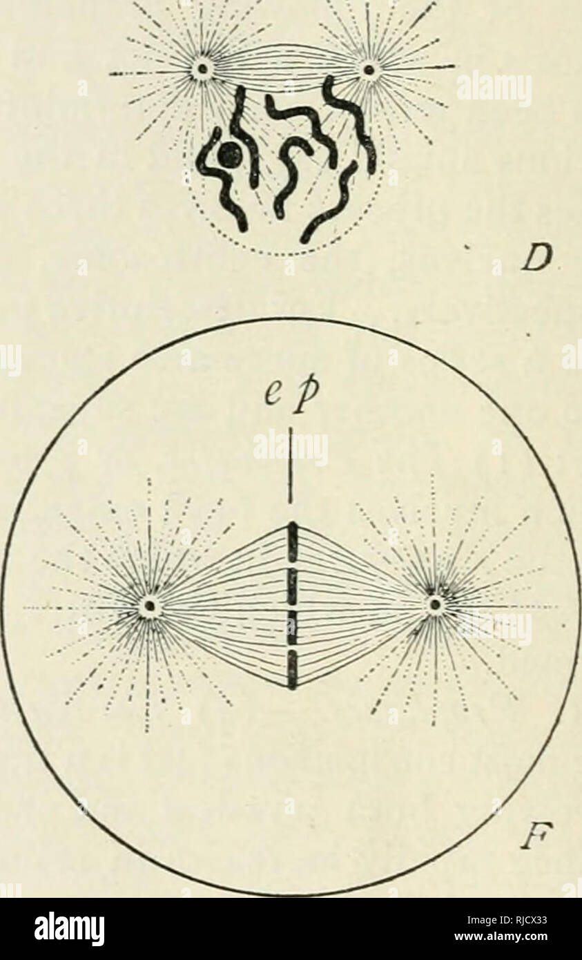 The Cell In Development And Inheritance Cells Fig 25