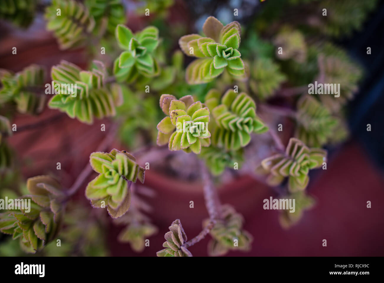 Succulent Cuban Plant, Plectranthus Neochilus, Lobster Bush Stock Photo