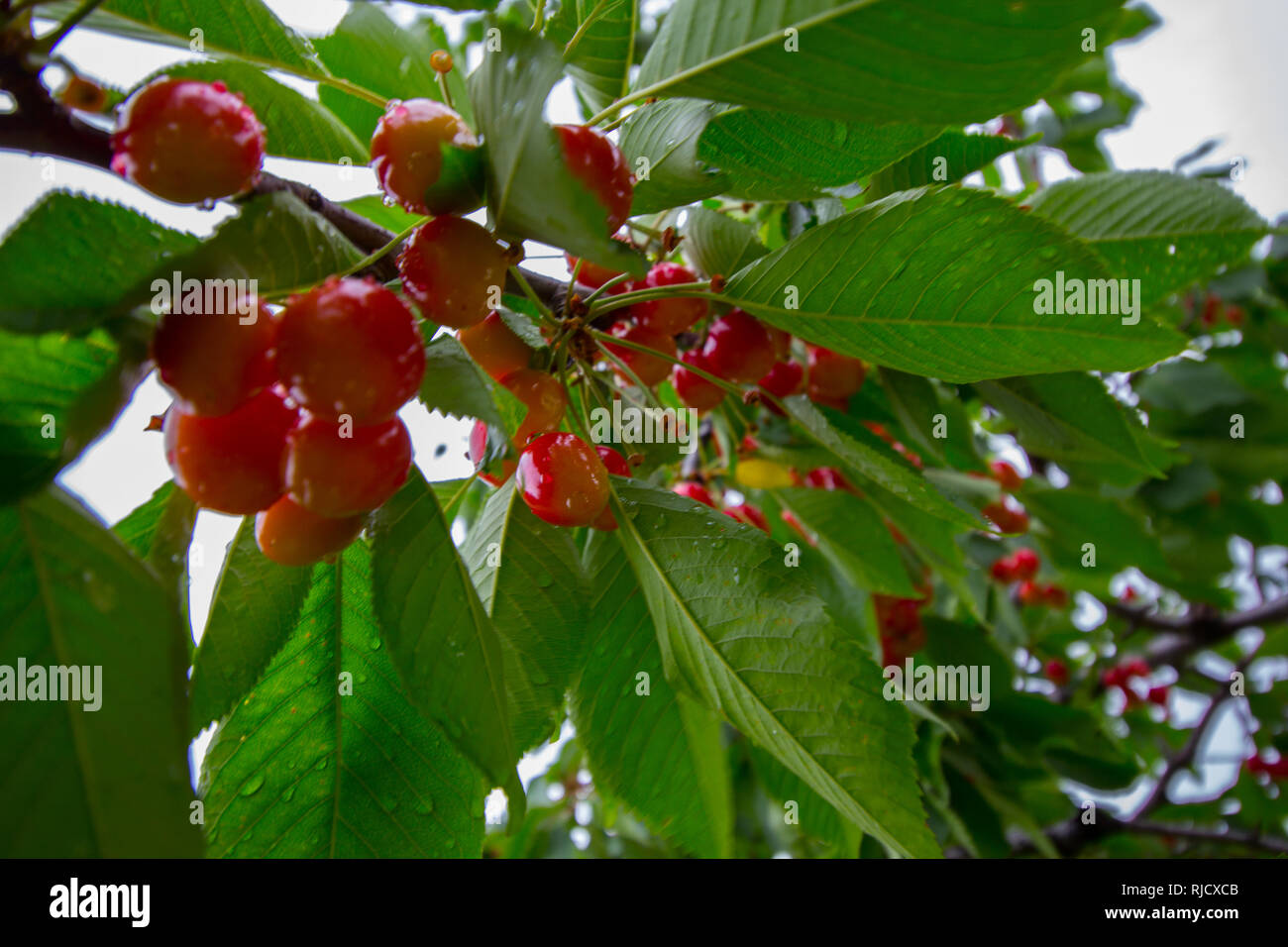 Cherry Trees, Michigan Stock Photo Alamy