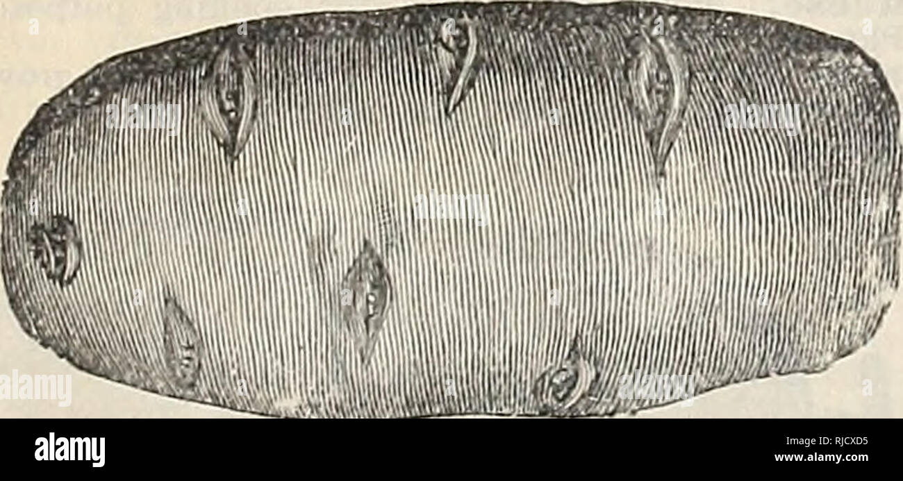 Thick Shell Hi Res Stock Photography And Images Page 30 Alamy