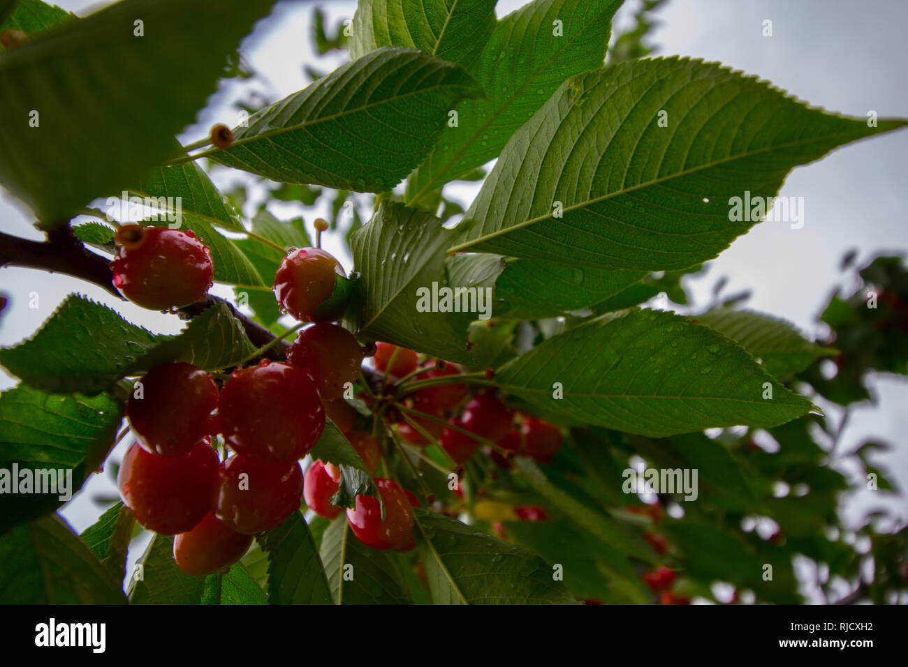 Cherry Trees, Michigan Stock Photo Alamy