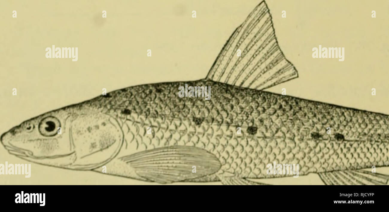 . Central Asiatic Expeditions of the American Museum of Natural History, under the leadership of Roy Chapman Andrews : preliminary contributions in geology, palaeontology, and zoology. Central Asiatic Expeditions (1921-1930); Scientific expeditions; Natural history; Scientific expeditions; Natural history. Am. Mus.Mo.e'^19 Am Mo. Na84: Fig. 28, Gobio longipinnis, type.. Fig. 2'.). Coiiio cori/Hirniilcs, type. .30. Please note that these images are extracted from scanned page images that may have been digitally enhanced for readability - coloration and appearance of these illustrations may not  Stock Photo