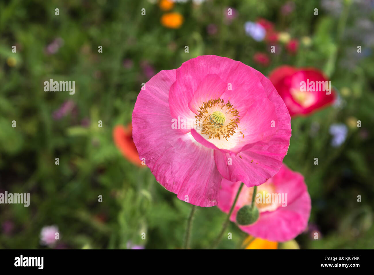 A delicate papery bright pink Poppy Flower. Off center framed close up with Stamens and Seed Pod showing. Blurred background/soft focus of other flowe Stock Photo