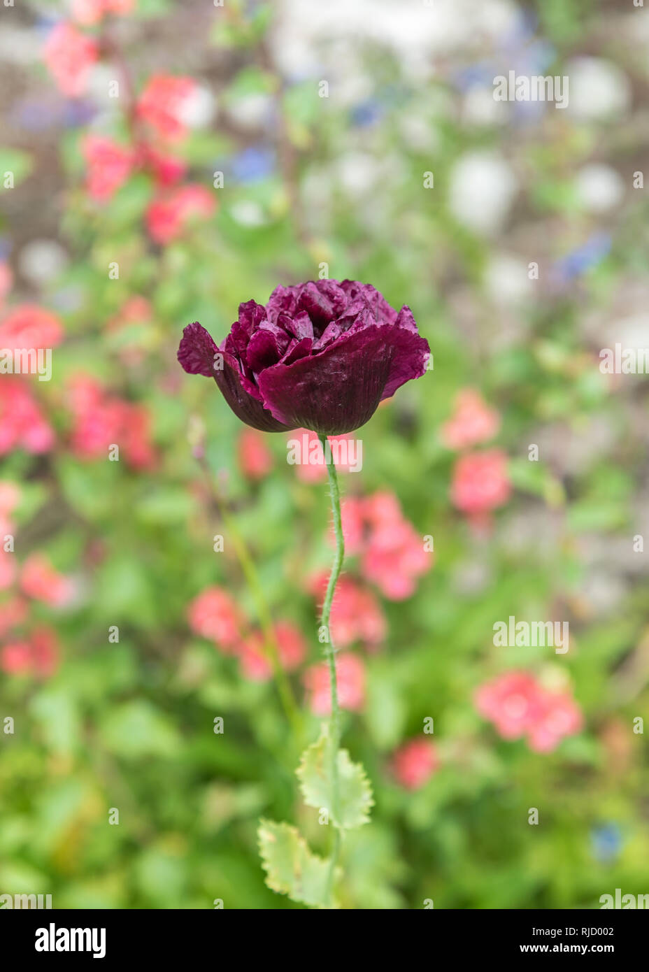 Single dark purple, almost black Poppy. The Black Peony Poppy are attractive flowering plants with silky fully double blooms. Portrait shot. Stock Photo