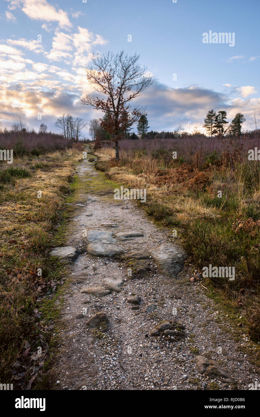 Footpath across heathland. Stock Photo
