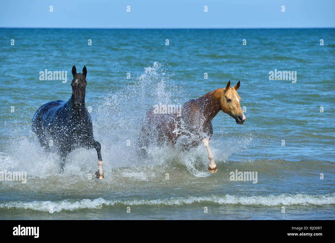 Two happy Akhal-Teke stallions running in the sea in summer splashing water all over. Horizontal, front view, in motion. Stock Photo