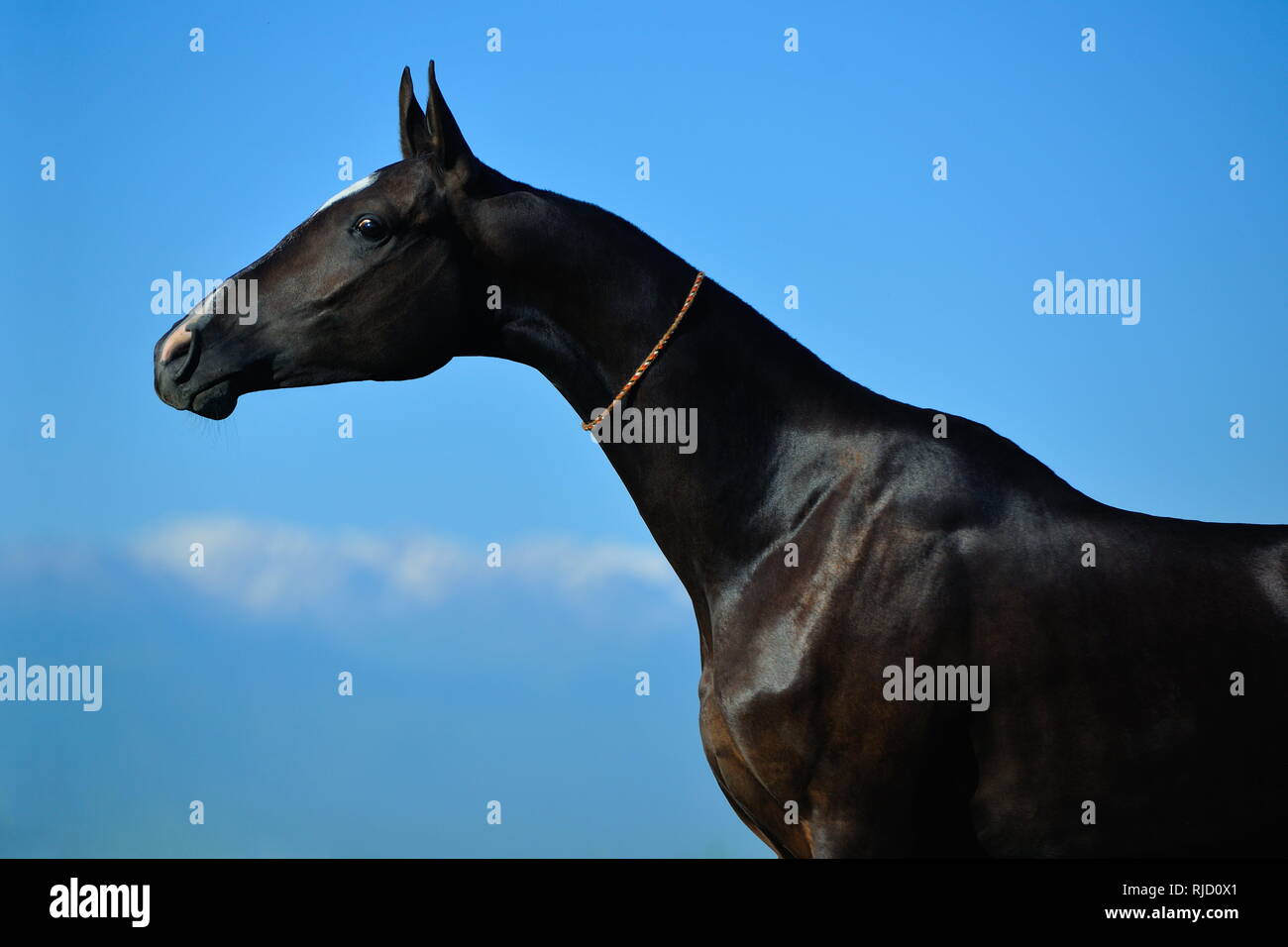 Black Akhal-Teke mare stretching her long neck and posing for the camera. Horizontal, side view, portrait. Stock Photo