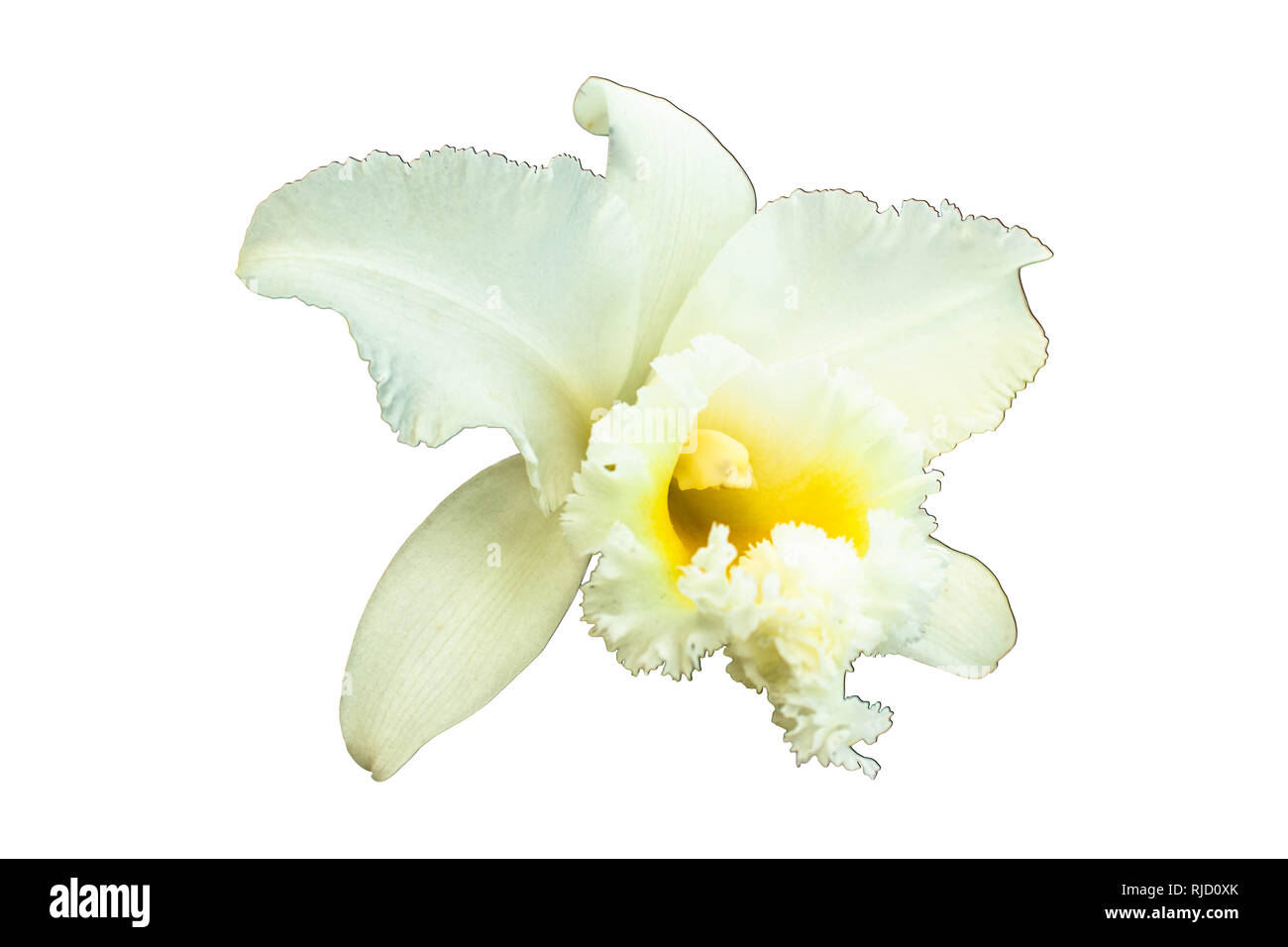 White Cattleya orchid Cattleya are orchid with white petals are layer yellow pollen Cattleya have clipping path on white background. Stock Photo