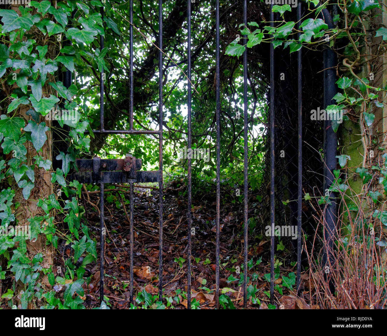 Hidden wrought iron gate to a secret garden, Welwyn Village, England. Stock Photo