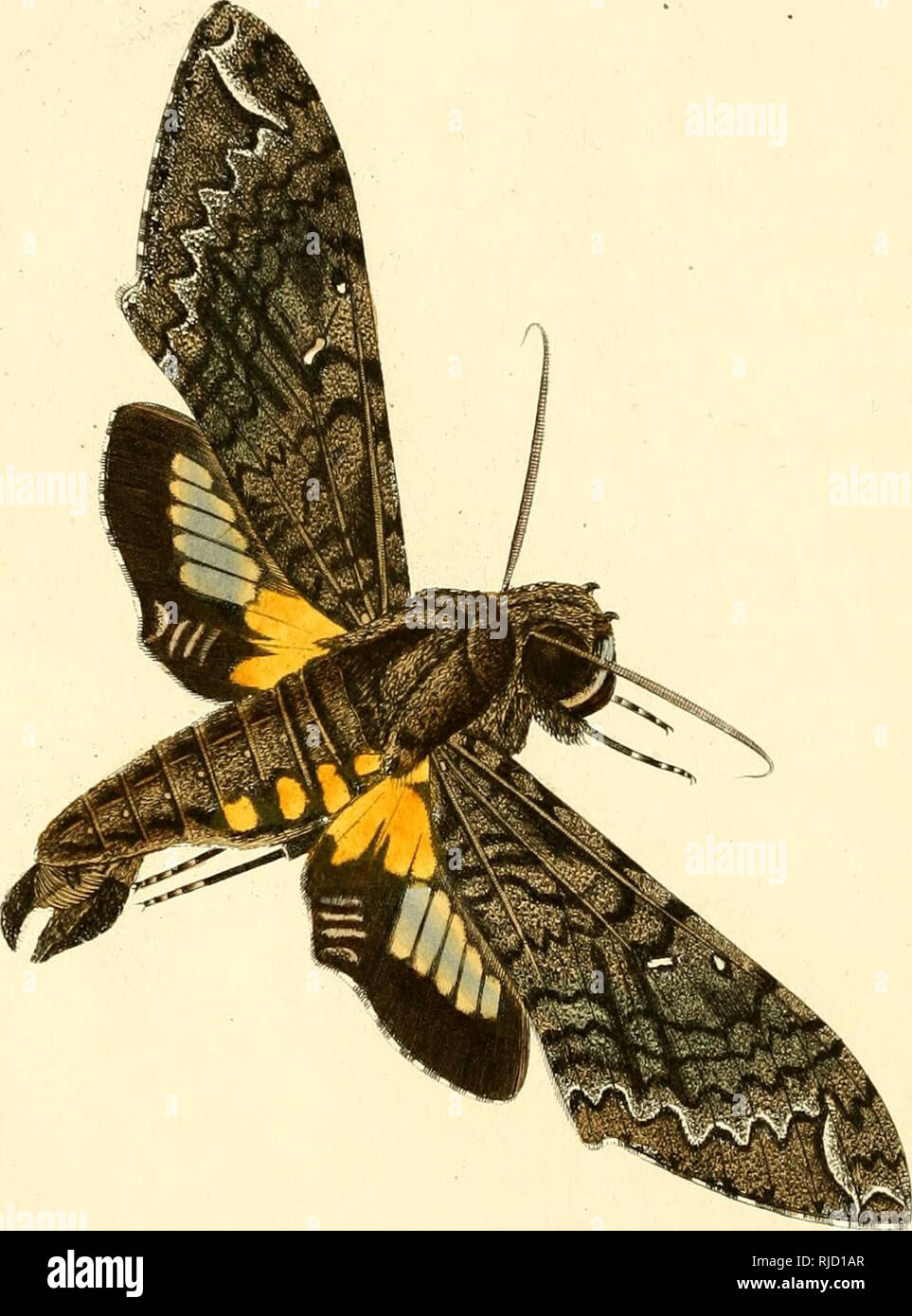 Centurie De Lepidopteres De L Ile De Cuba Contenant La Description Et Les Figures Coloriees De Cent Especes De Papillons Nouveaux Ou Peu Connus Representes D Apres Nature Souvent Avec La Chenille Centurie De Lepidopteres De L Ile De Cuba Contenant La Description Et Les Figures Coloriees De Cent Especes De Papillons Nouveaux Ou Peu Connus Representes D Apres Nature Souvent Avec La Chenille