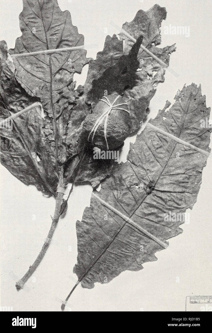 . The Central American species of Quercus. Oak; Trees. 110 MISC. PUBLICATION 47 7, U. S. DEPT. OF AGRICULTURE Miscellaneous Publication 477, U. S. Dept. of Agriculture Plate 18. I.^JjuuLllLi* Quercus corrugata Hook. A shade variant and the tvpe of Q. cyclobalanoides Trel. from Chiapas, Mexico {Pur-pus 6998—US).. Please note that these images are extracted from scanned page images that may have been digitally enhanced for readability - coloration and appearance of these illustrations may not perfectly resemble the original work.. Muller, Cornelius H. (Cornelius Herman), 1909-. Washington, D. C. Stock Photo