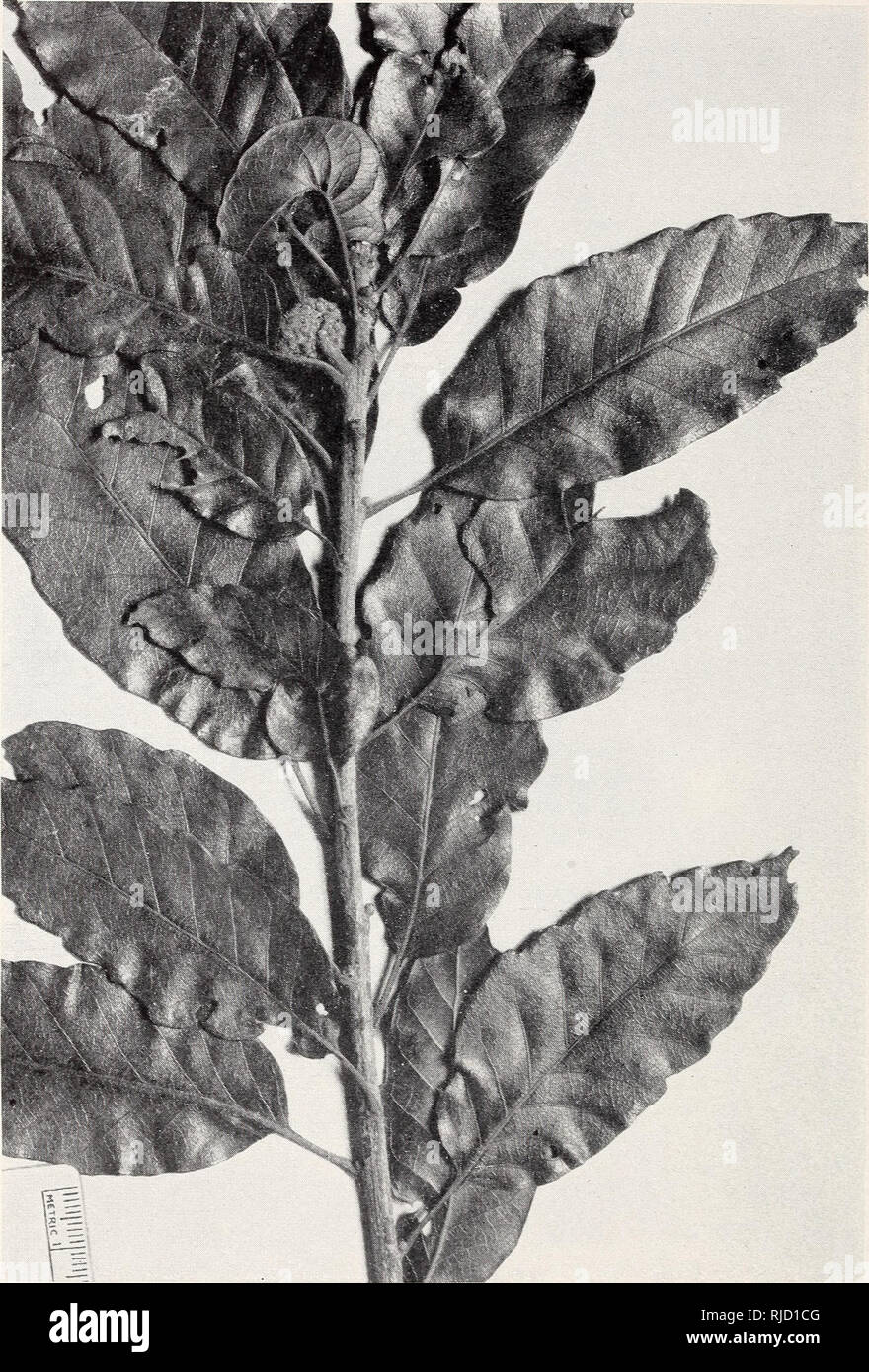 . The Central American species of Quercus. Oak; Trees. 108 MISC. PUBLICATION 4 7 7, U. S. DEPT. OF AGRICULTURE Miscellaneous Publication 477. U. S. Dept. of Agriculture Plate 16. Quercus corrugata Hook. Isotype of Q. pilgeriana Seemen from Costa Rica (Pittier 2197—-US).. Please note that these images are extracted from scanned page images that may have been digitally enhanced for readability - coloration and appearance of these illustrations may not perfectly resemble the original work.. Muller, Cornelius H. (Cornelius Herman), 1909-. Washington, D. C. : U. S. Dept. of Agriculture Stock Photo