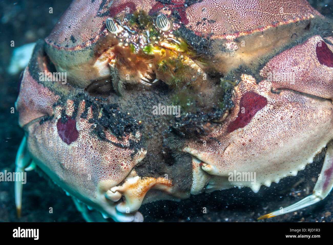 Calappa is a genus of crabs known commonly as box crabs or shame-faced crabs Stock Photo