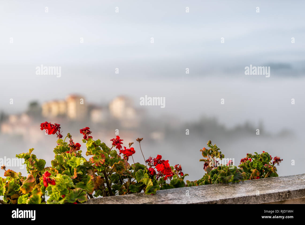 Chiusi Scalo mist fog sunrise of houses buildings in Umbria, Italy near Tuscany with clouds covering blanketing town cityscape and focus on flowers ga Stock Photo