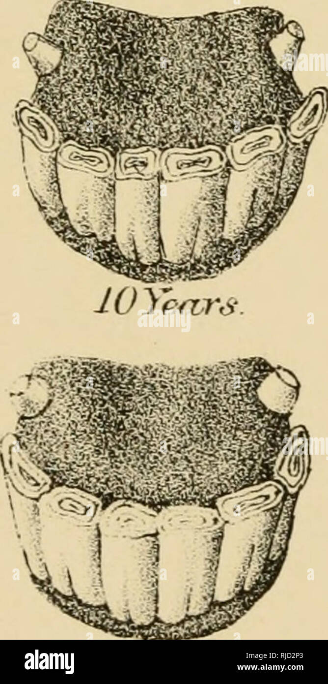 Centaur Or The Turn Out A Practical Treatise On The Humane Management Of Horses Either In alamy