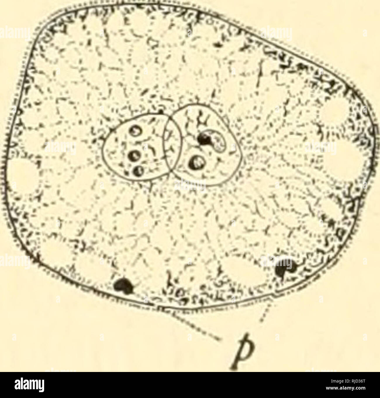. The cell in development and inheritance. Cells. A C A B C Fig. 138. — Conjugation and formation of the polar bodies in Adbiophrys. [SCHAUDINN.] A. Union of the gametes; first polar spindle. B. Fusion of the cell-bodies; a single polar body near the periphery of each. C. Fusion of the nuclei. the final division. In the gregarines Wolters ('91) has observed the formation of an actual polar body as a small cell segmented off from each of the two conjugating animals soon after their union ; but the number of chromo- somes was not deter- P' fi':''r&quot;'^h:^ mined. Schaudinn ('96, 2) has obser Stock Photo