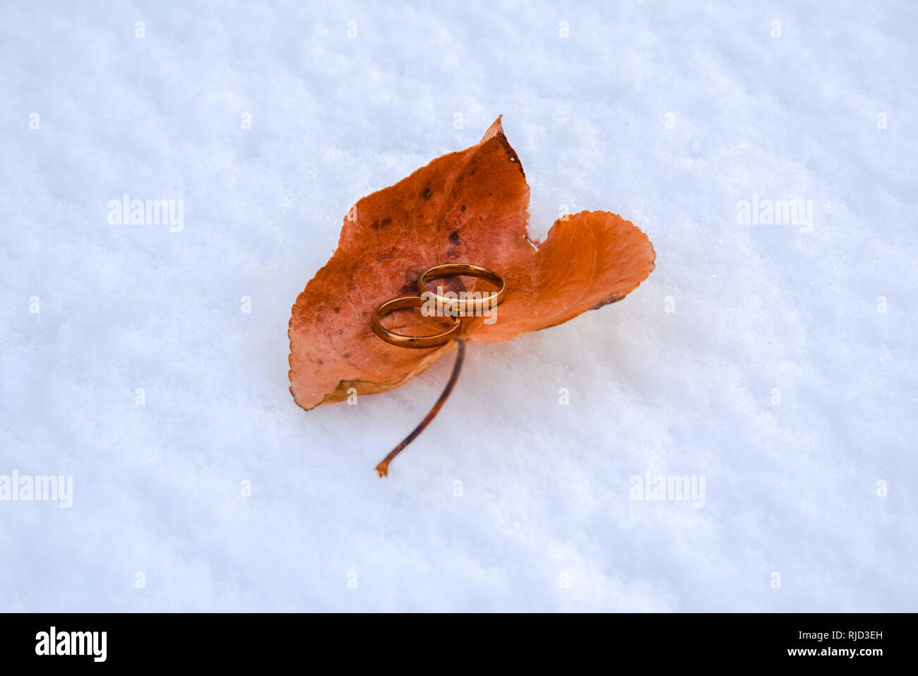 Two gold wedding rings sitting inside a autumnal coloured leaf with a fresh snow background. Stock Photo