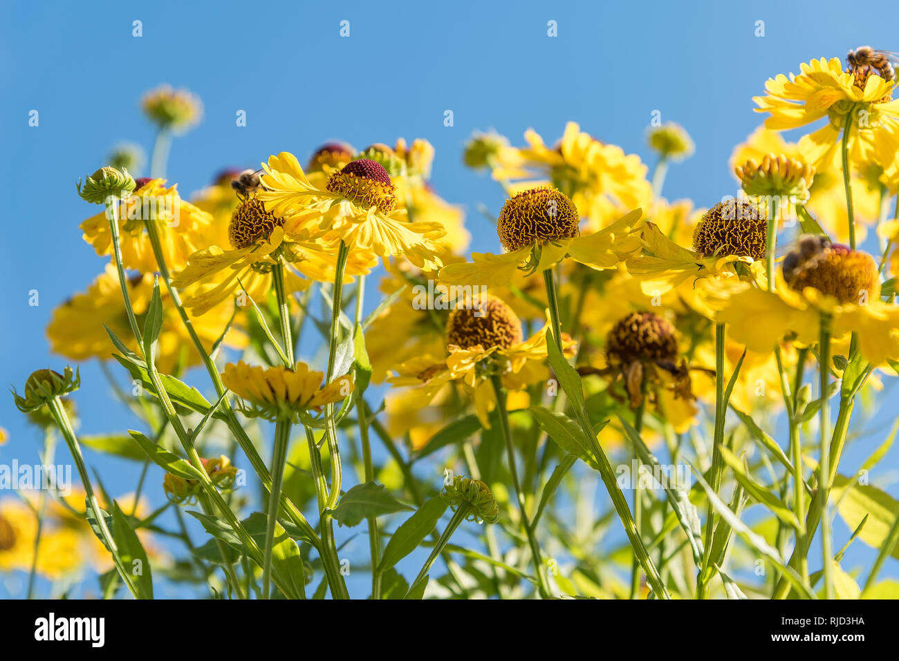 Yellow flowers facing upwards against a blue cloudless sky. Dancing in the summer breeze. Frame filled with a nature background, yellow flowers and bl Stock Photo
