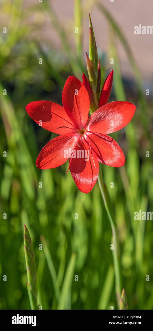 Portrait shot of a delicate red flower against a soft blurred green grass background. Sunlight shining onto the isolated flower from the front. Stock Photo