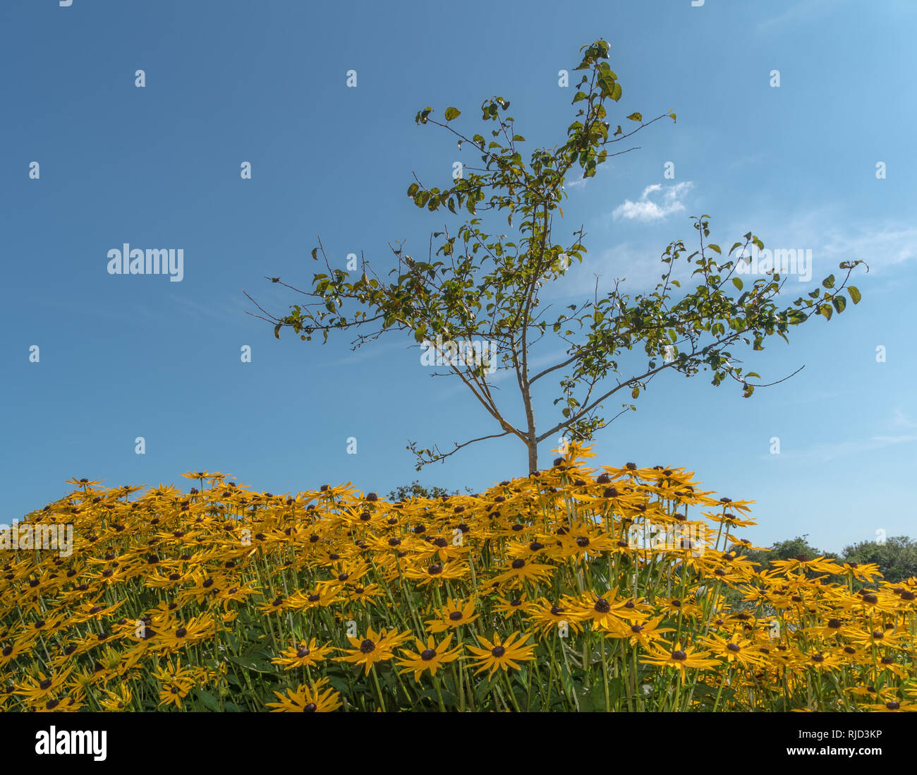 Tall stem yellow flowers facing towards the sky with a young tree behind off centre. A bright blue summer sky in the background. Countryside. Stock Photo
